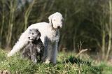 BEDLINGTON TERRIER 243